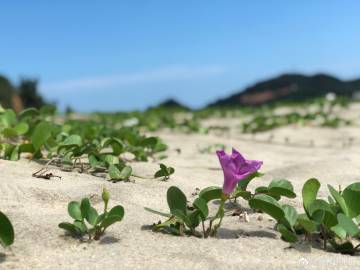 生肖分析“游山玩水得佳人”是什么生肖是什么意思
